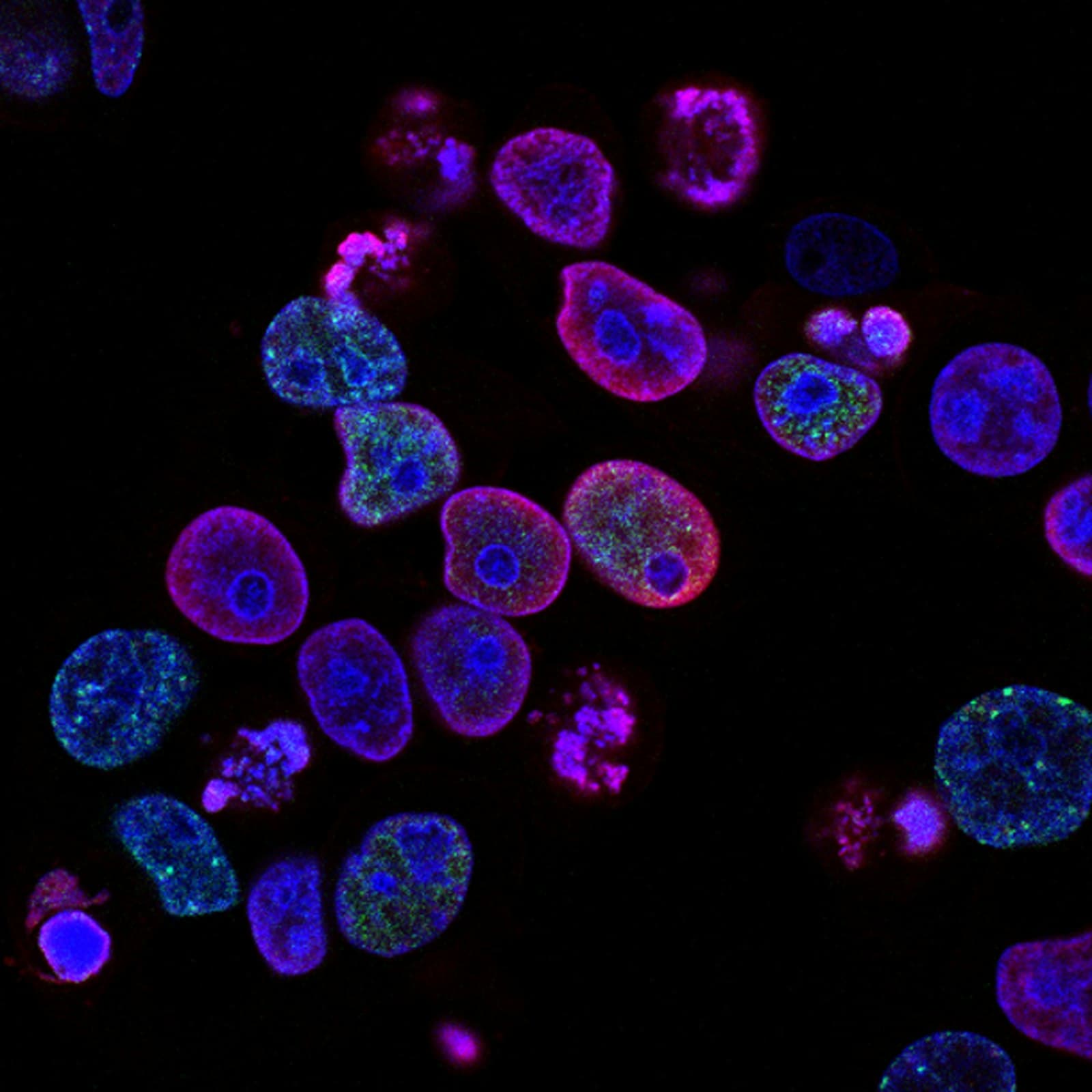 3D cell culture imaging